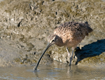 Long-billed Curlew  _A051895.jpg