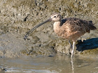 Long-billed Curlew  _A051897.jpg