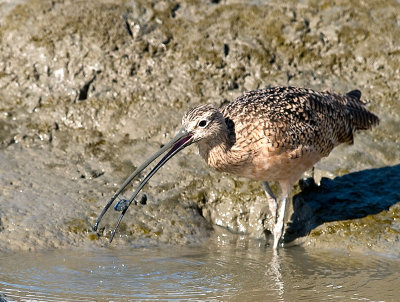 Long-billed Curlew  _A051899.jpg