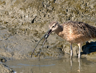 Long-billed Curlew  _A051906.jpg
