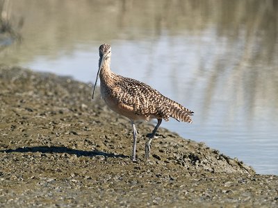 Long-billed Curlew _A011771.jpg