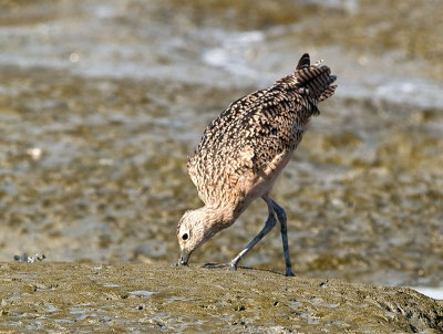 Long-billed Curlew _A051888.jpg