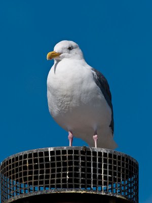 Western Gull  _A011776.jpg