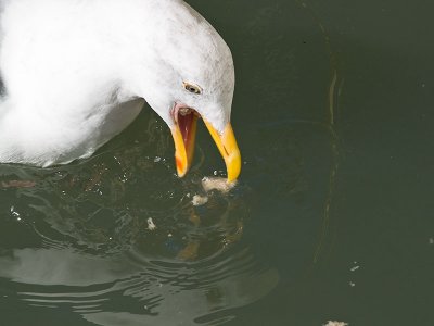 Western Gull _A011783.jpg