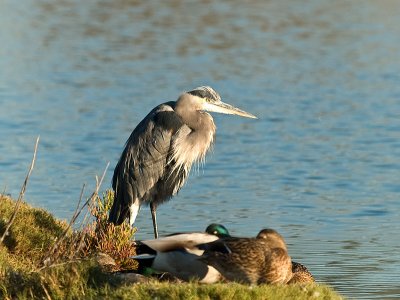 GBH and Ducks _A072002.jpg