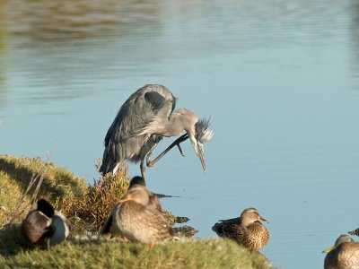 Great Blue Heron _A072030.jpg