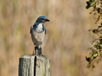 Western Scrub Jay _A061920.jpg