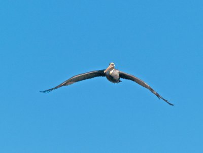 White Pelican  _A072046.jpg