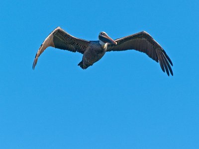 White Pelican _A072049.jpg