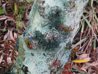 oleander bark