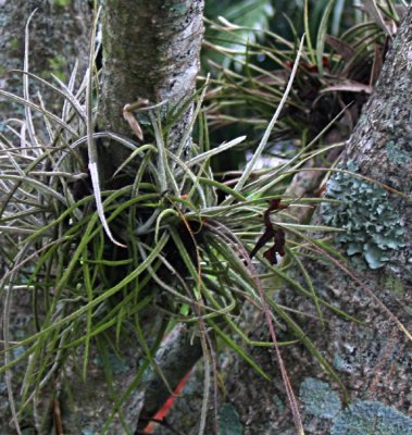 ball moss on oleander-2.jpg