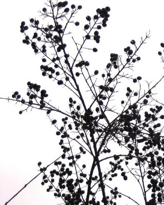 crape myrtle berries-2.jpg