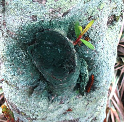 oleander with caterpillar.jpg