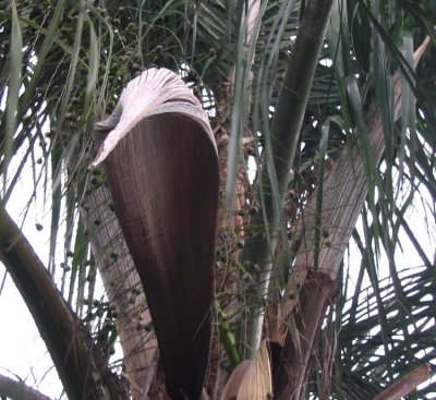 palm pod-1.jpg