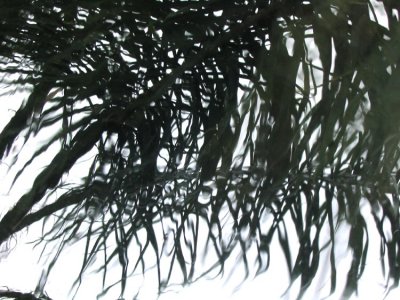 palm thru rain-2.jpg