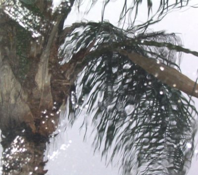 palm thru rain-3.jpg
