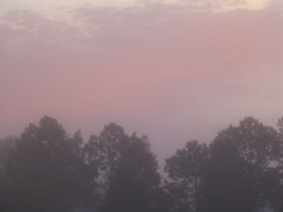 Pink Fog