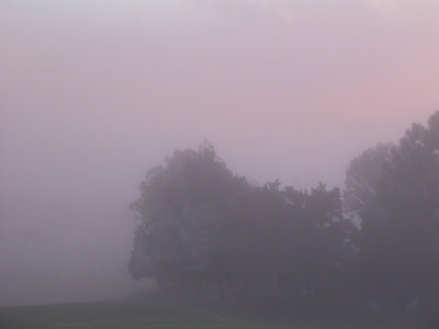 Pink Fog
