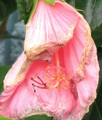 Hibiscus Flowers 01.12.07