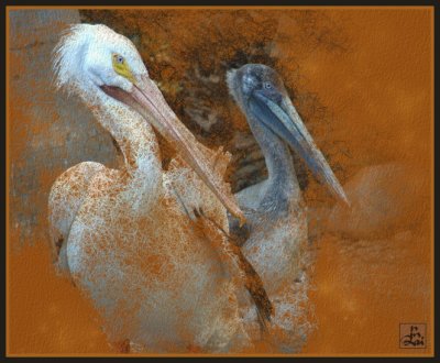  Pelicans