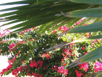 bougainvillea-1