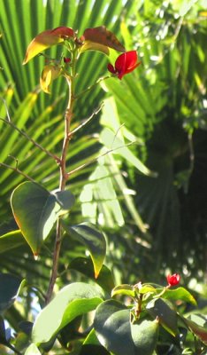 bougainvillea leaves and palm