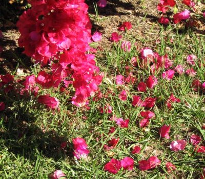 bougainvillea petals - falling