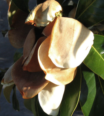 magnolia-2.jpg