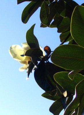 magnolia-3.jpg