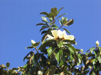 magnolia-4.jpg