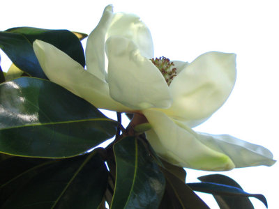 magnolia-5.jpg