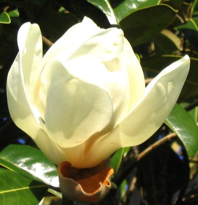 magnolia-6.jpg