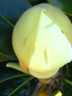 magnolia-bud.jpg
