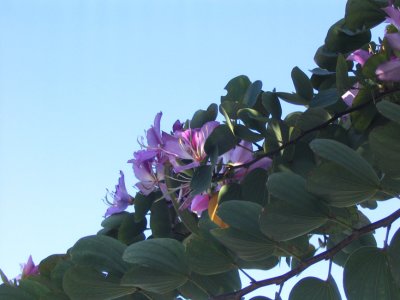 orchid-3.jpg