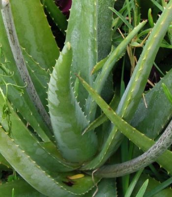 rain-aloe - 02.jpg