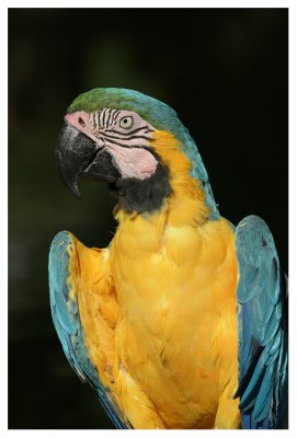 Blue Tailed Macaw #2