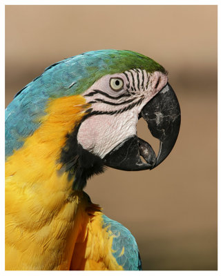 Blue Tailed (AKA Blue and Gold) Macaw