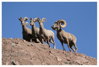 Desert Bighorn Sheep Family
