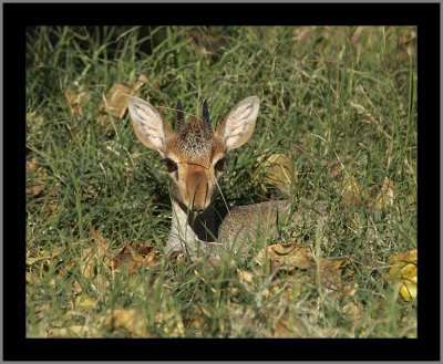 Guenther's Dik-dik Antelope (male)