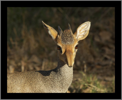 Guenther's Dik-dik Antelope