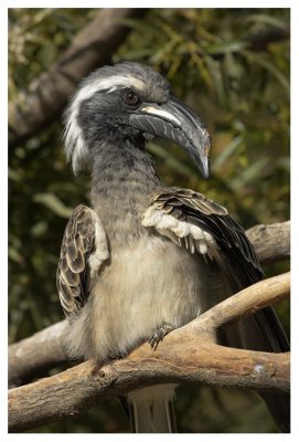 African Grey Hornbill #4
