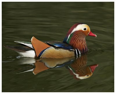 Male Mandarin Duck