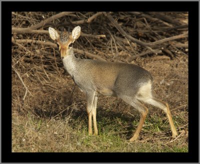 Guenther's Dik-dik Antelope