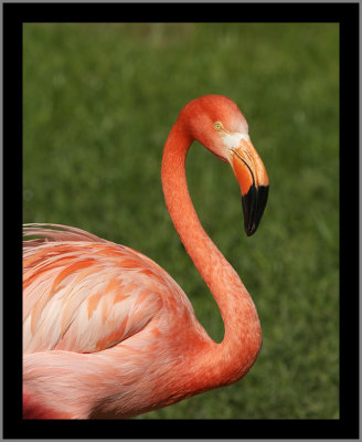 American Flamingo #11