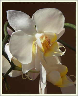 Orchid #13