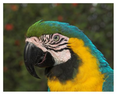 Blue and Gold Macaw, the Father #1