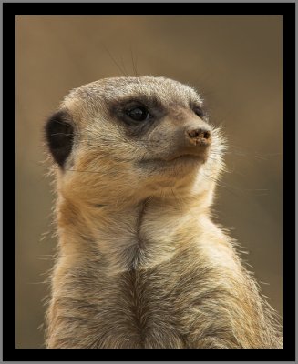 Slender-tailed Meerkat #12