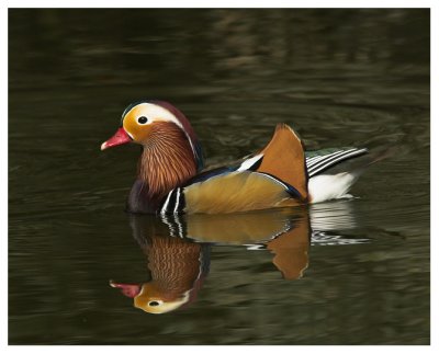 Male Mandarin Duck