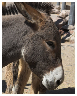 Adult burro #1