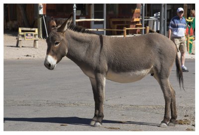 Adult burro #2
